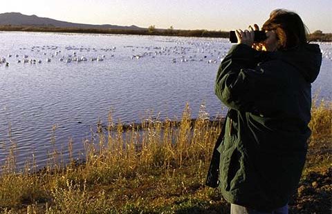 Birdwatching