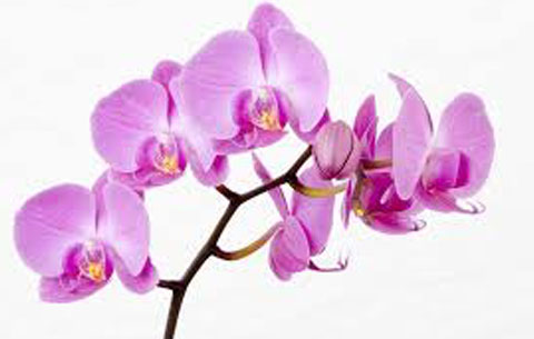 Orchids Orchids