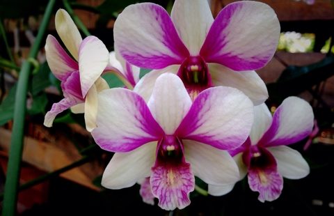 orchid orchid