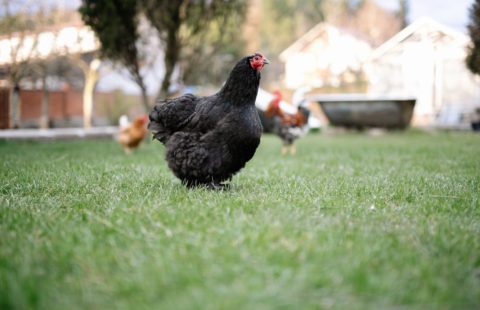 chickens2 chickens2