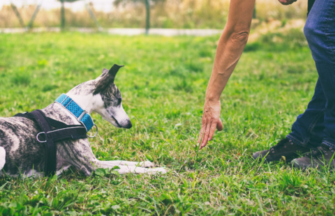 dog training dog training